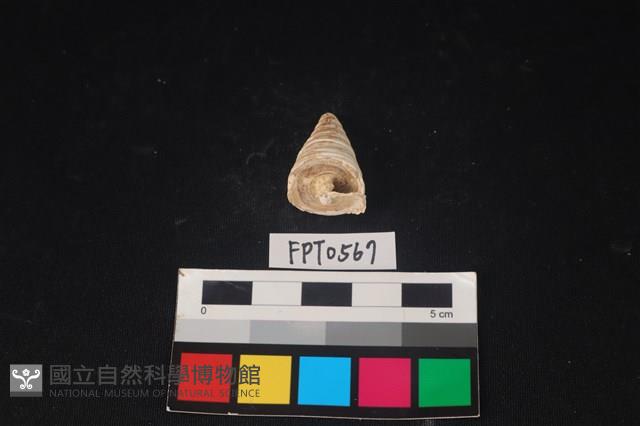 貝殼藏品圖，第1張