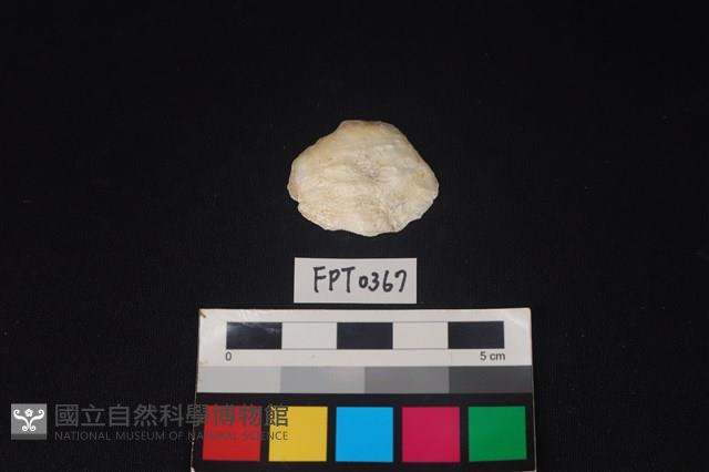 貝殼藏品圖，第1張
