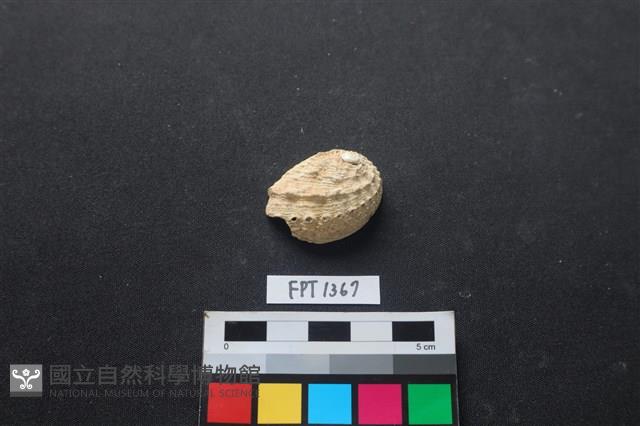貝殼藏品圖，第1張