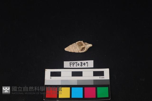 貝殼藏品圖，第1張