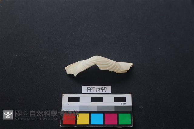貝殼藏品圖，第1張