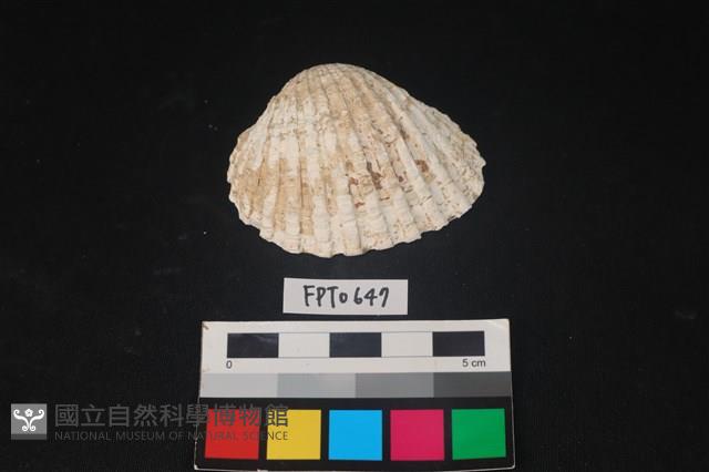 貝殼藏品圖，第1張