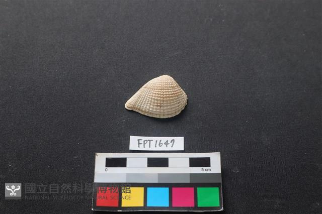 貝殼藏品圖，第1張