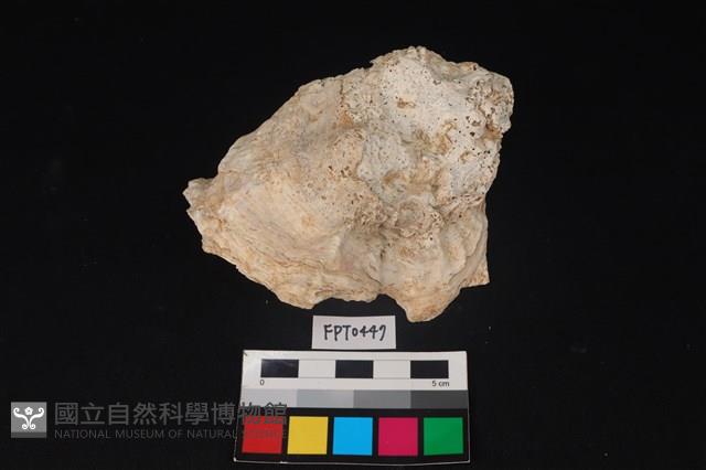 貝殼藏品圖，第1張