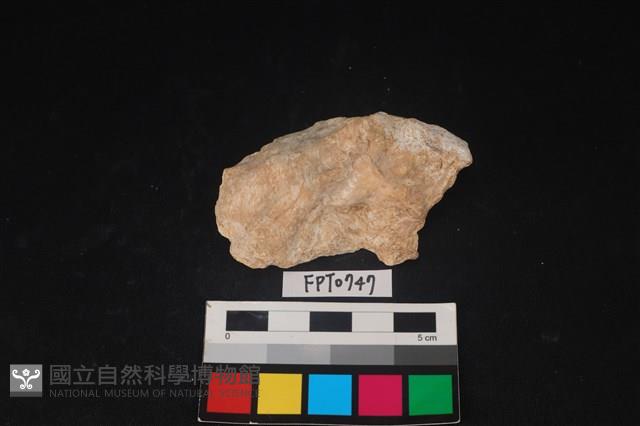 貝殼藏品圖，第1張