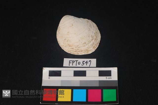 貝殼藏品圖，第1張