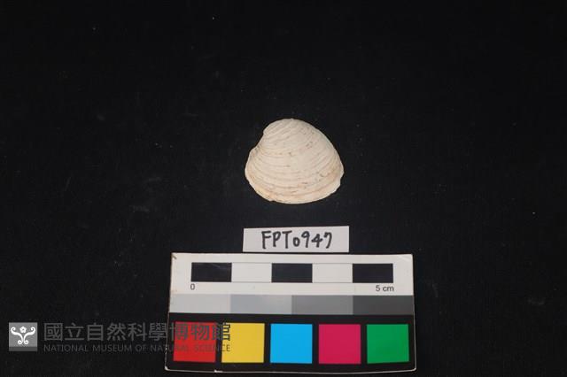 貝殼藏品圖，第1張