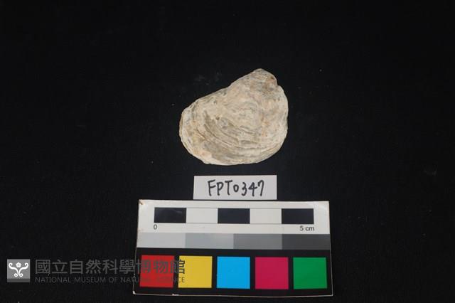 貝殼藏品圖，第1張