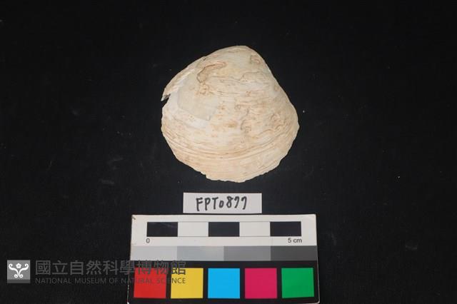 貝殼藏品圖，第1張