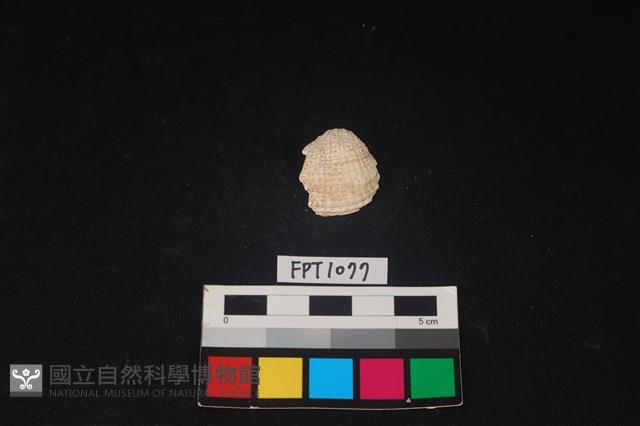 貝殼藏品圖，第1張