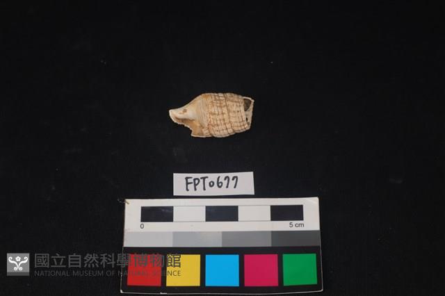 貝殼藏品圖，第1張