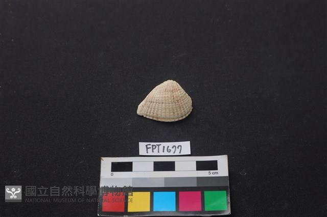 貝殼藏品圖，第1張