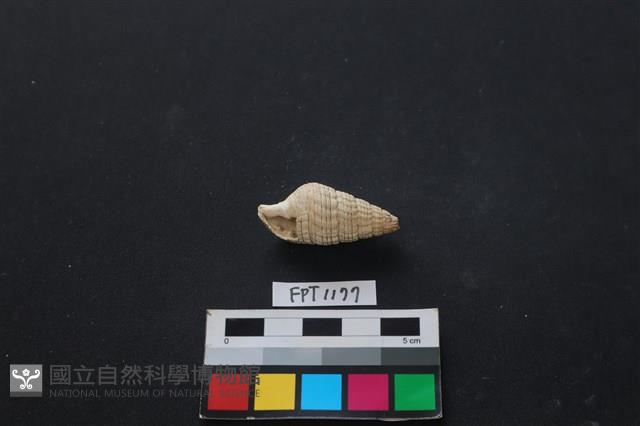 貝殼藏品圖，第1張