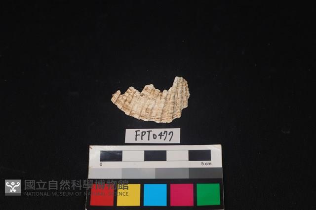 貝殼藏品圖，第1張