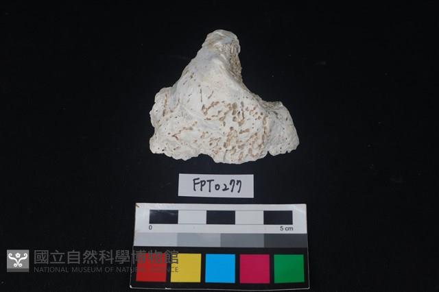 貝殼藏品圖，第1張