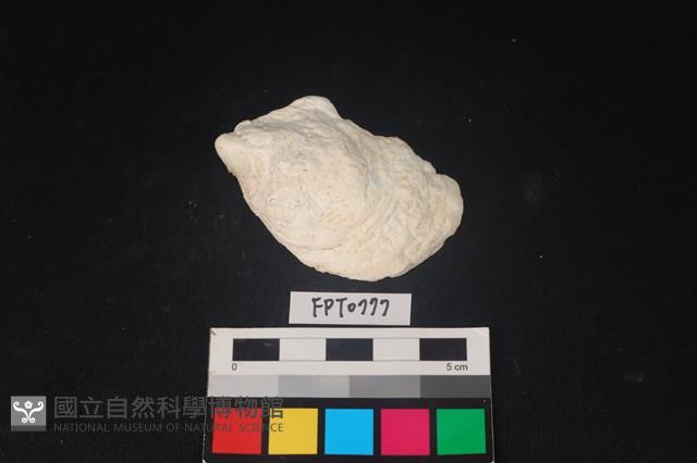 貝殼藏品圖，第1張