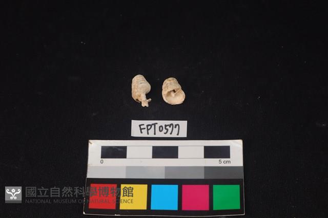 貝殼藏品圖，第1張