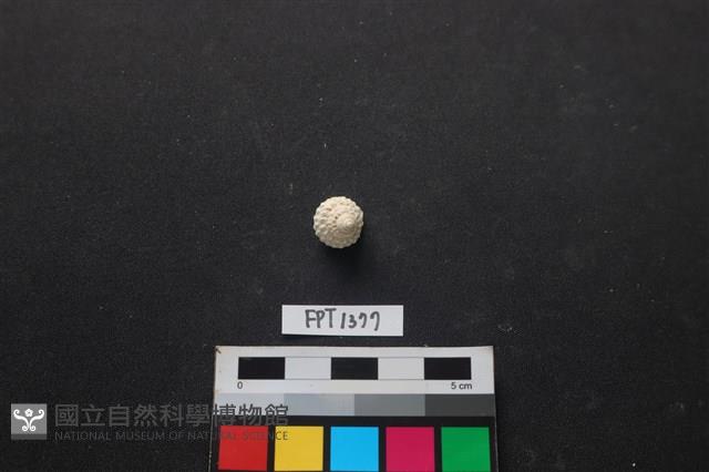 貝殼藏品圖，第1張