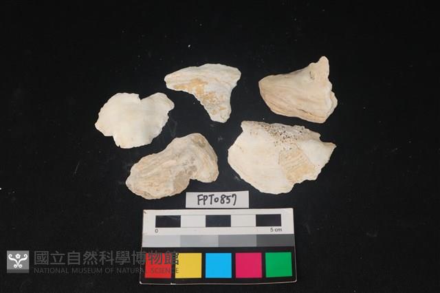 貝殼藏品圖，第1張