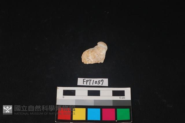 貝殼藏品圖，第1張