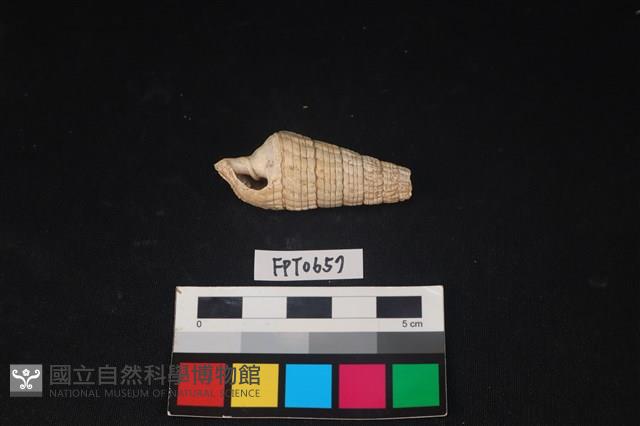 貝殼藏品圖，第1張