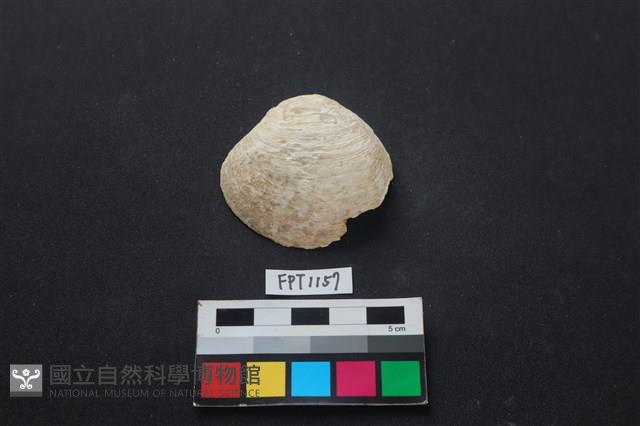 貝殼藏品圖，第1張