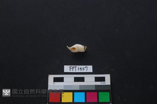 貝殼藏品圖，第1張