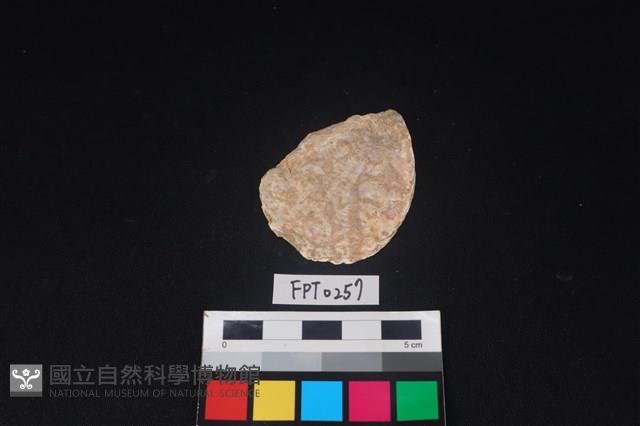 貝殼藏品圖，第1張