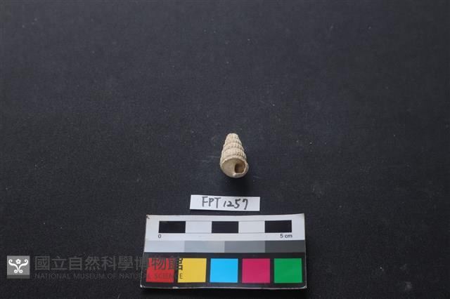 貝殼藏品圖，第1張