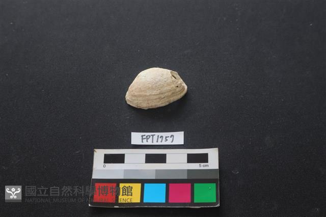 貝殼藏品圖，第1張