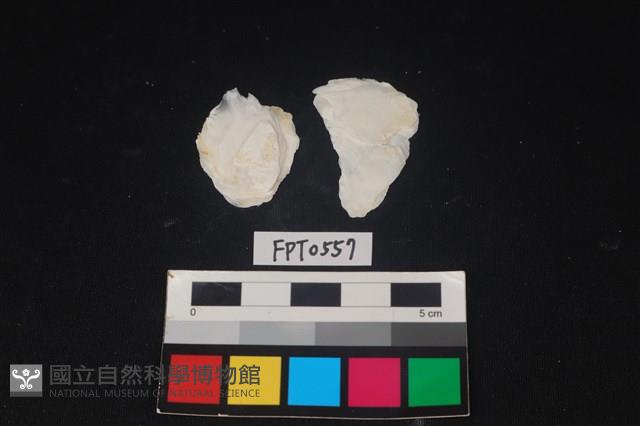 貝殼藏品圖，第1張