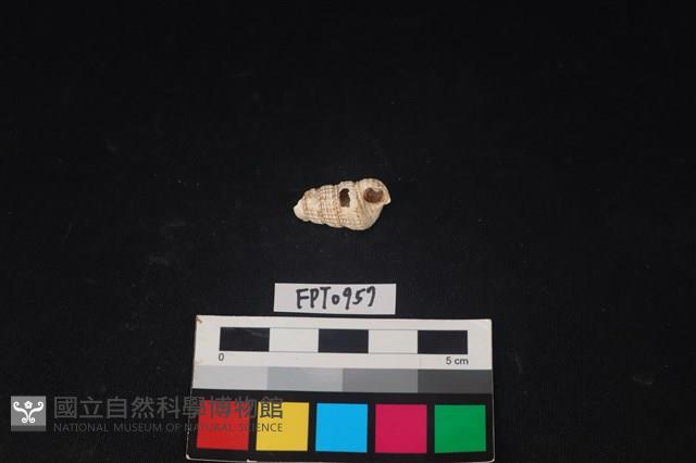 貝殼藏品圖，第1張