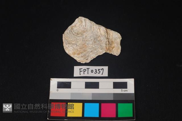 貝殼藏品圖，第1張