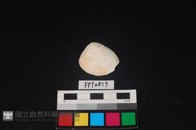 貝殼藏品圖，第1張