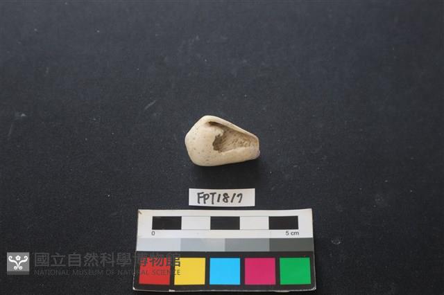 貝殼藏品圖，第1張