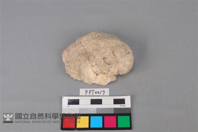 貝殼藏品圖，第1張