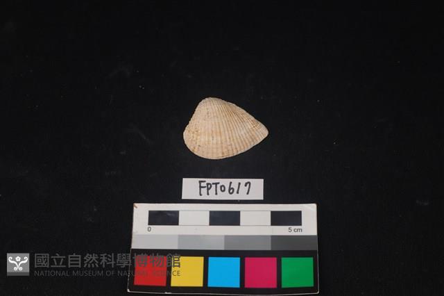 貝殼藏品圖，第1張