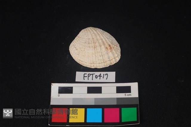 貝殼藏品圖，第1張