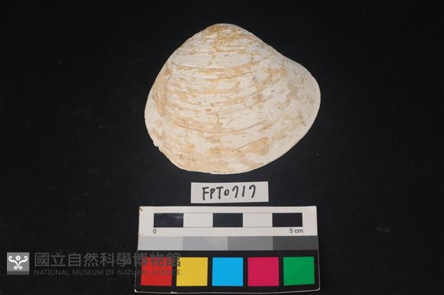 貝殼藏品圖，第1張
