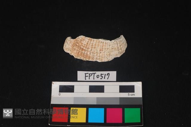 貝殼藏品圖，第1張