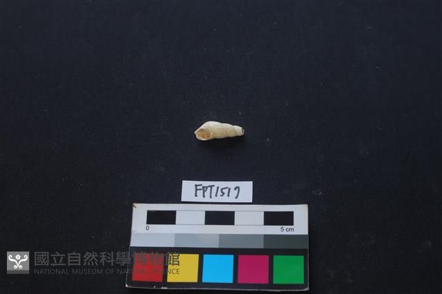 貝殼藏品圖，第1張