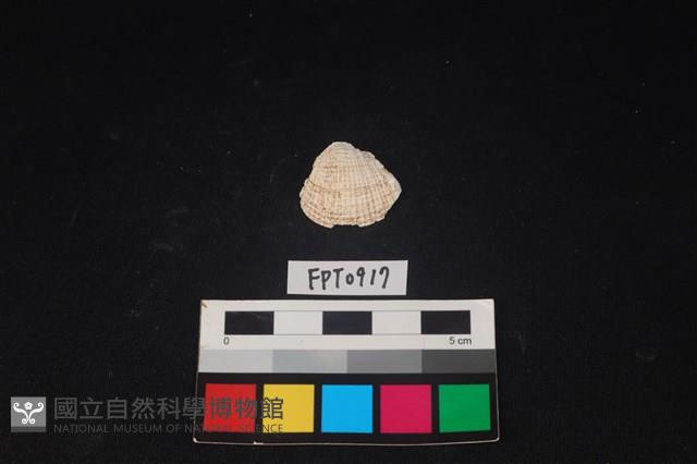 貝殼藏品圖，第1張