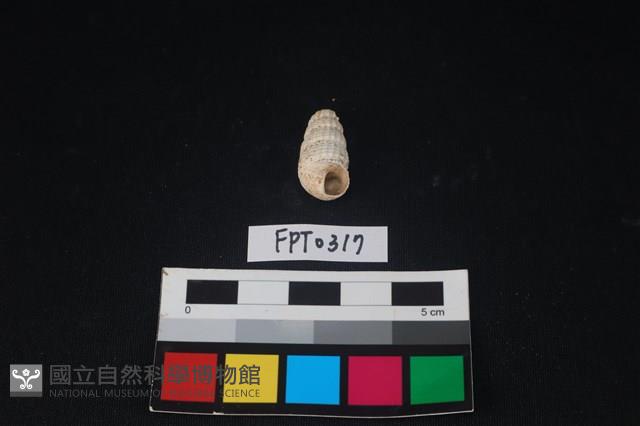 貝殼藏品圖，第1張