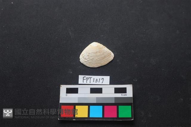 貝殼藏品圖，第1張