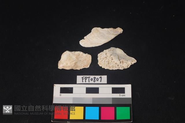 貝殼藏品圖，第1張
