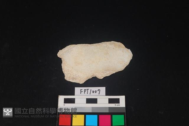貝殼藏品圖，第1張
