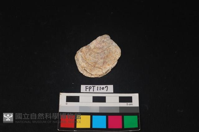 貝殼藏品圖，第1張