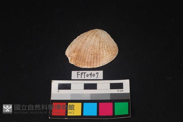 貝殼藏品圖，第1張
