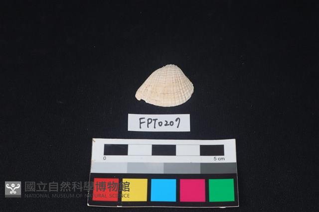 貝殼藏品圖，第1張