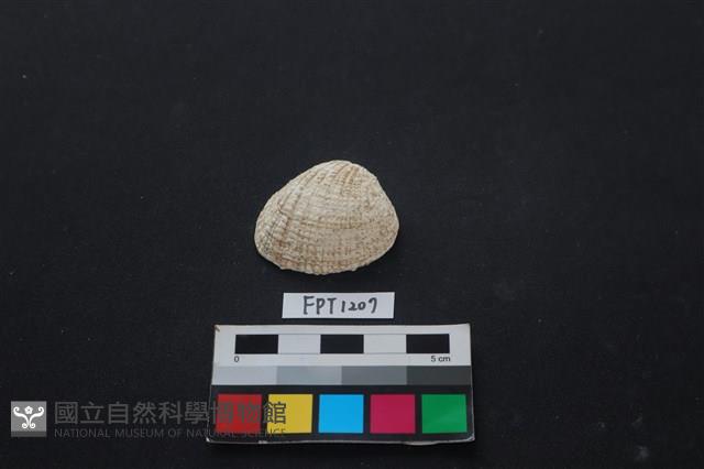 貝殼藏品圖，第1張